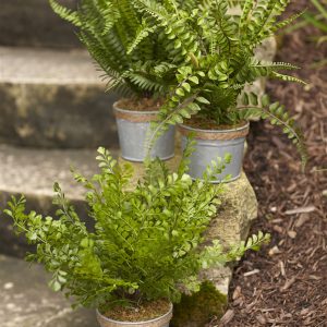 Potted Fern (Set of 3) 14.5"H Plastic/Tin