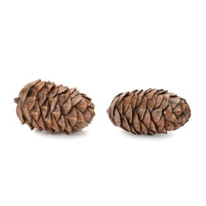 Pine Cone (Set of 12) 3.5"L Resin