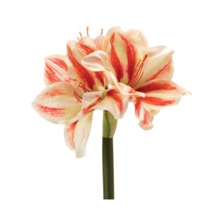 Amaryllis (Set of 6) 17.5"H Polyester