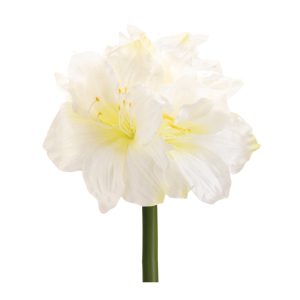 Amaryllis (Set of 6) 28"H Polyester